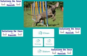 solution 94 image chien