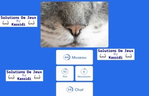 solution 94 pourcent image museau chat