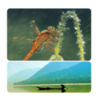 Qu'est ce qui est commun solution