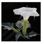 Solution 160 Photos Mots Croisés