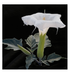 Solution 160 Photos Mots Croisés