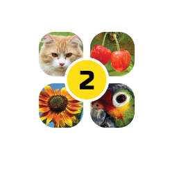 4 Images 1 Mot 2 Niveau 7 8 9 Solution Evolution Kassidi